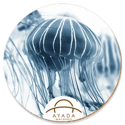 Round - Custom T-Shirt Today