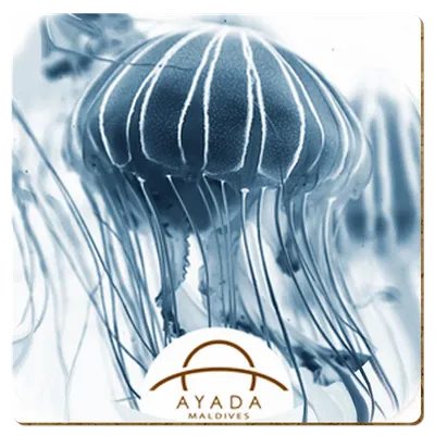 Square - Custom T-Shirt Today