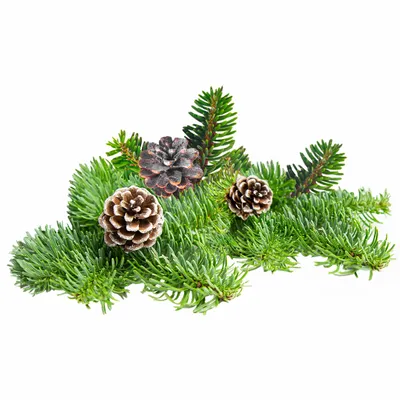 Pine - Custom T-Shirt Today