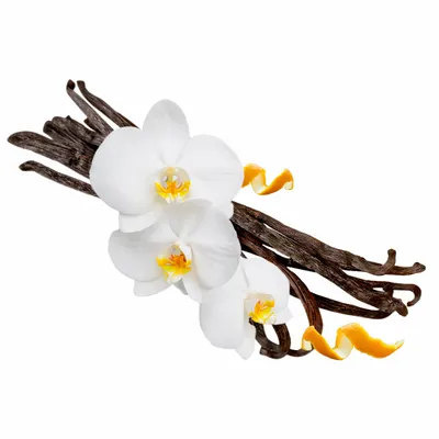 Vanilla - Custom T-Shirt Today