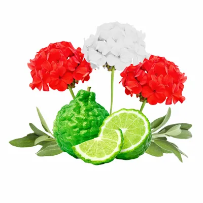 Cedar & Geranium - Custom T-Shirt Today