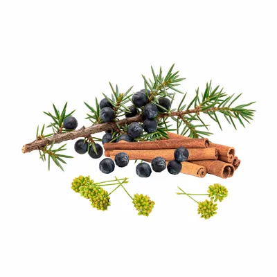 Juniper Berry - Custom T-Shirt Today