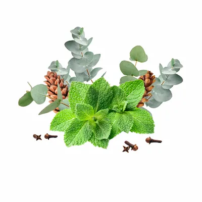 Eucalyptus & Mint - Custom T-Shirt Today
